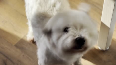 Süßer-Pelziger-Weißer-Hund-Bellt