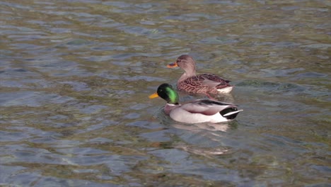 A-couple-of-ducks-swimming-in-a-lake