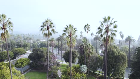 Aerial-shot-rising-over-palm-trees-in-the-city-of-Beverly-Hills,-California,-foggy-morning