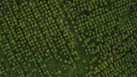 AERIAL---Hundreds-of-trees-on-a-tree-farm-near-Galway,-Ireland,-top-down-shot