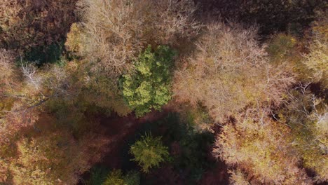 Epping-Forest-En-Otoño,-Vibrantes-Colores-De-árboles-Día-Soleado-Aumento-De-Tiro-De-Grúa-De-Drones-Aéreos