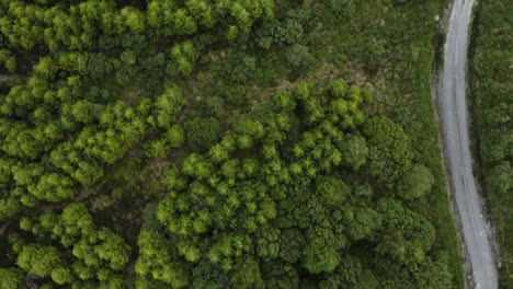 Forest-Trees-Wilderness-of-Killarney,-Ireland---Aerial-Bird's-Eye-View