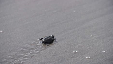 Marine-baby-turtle-walking-in-wet-sand-beach-leaving-footprints-at-the-coast
