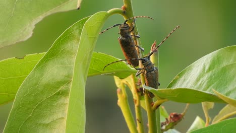 Two-insect-in-buss-tree-