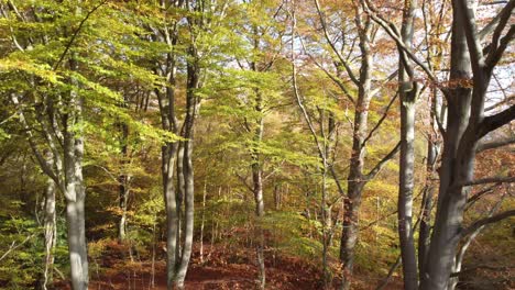 Bosque-De-Epping-Inglaterra-Reino-Unido-En-Otoño-Colores-Vibrantes-De-Los-árboles-Día-Soleado-Drone-Aéreo-Subiendo-A-Través-Del-Dosel-De-Los-árboles