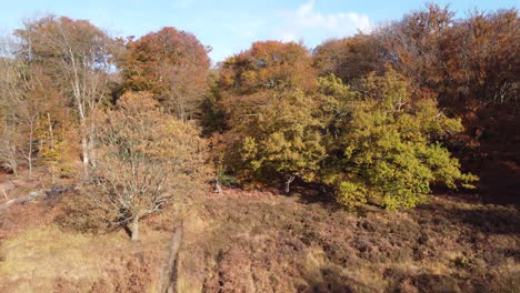 Epping-forest-UK-in-Autumn-,-vibrant-tree-colours-sunny-day-aerial-crane-shot
