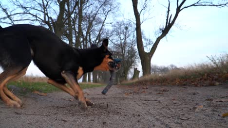 Der-Hund-Nimmt-Das-Zerrspielzeug-Vom-Boden-Und-Dreht-Sich-Dynamisch-Um,-Um-Es-Zu-Seinem-Hundeführer-Zurückzubringen