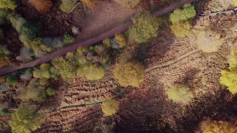 Epping-Wald-Im-Herbst,-Lebendige-Baumfarben-Sonniger-Tag-Luftdrohne-Oben-Aus-Der-Vogelperspektive
