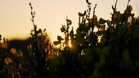 Sonnenuntergangssonne,-Die-Durch-Silhouettierte-Gelbe-Blumen-Scheint,-Zeitlupe