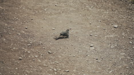 Small-bird-bathes-in-the-dirt-in-middle-of-arid-grassland,-slow-motion