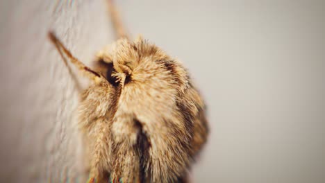 4K-Super-macro-slow-motion-shot-of-a-moth,-at-an-extreme-close-up-on-the-left-side-of-his-head