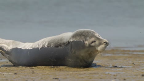 Endangered-species-caspian-seal