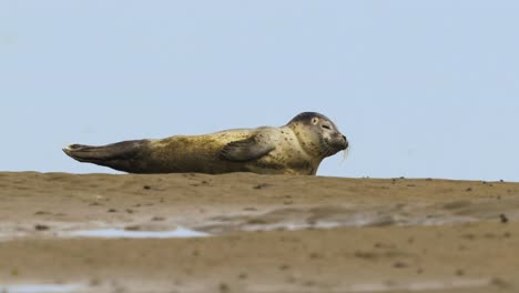 Young-mottled-seal-in-a-lying-position-on-the-sandy-beach