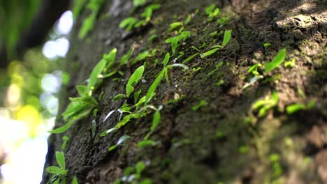 Parasitic-plants-grow-on-the-bark-of-trees