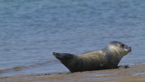 Harbor-seal,harbour-seal,-phoca-vitulina,-common-seal-on-the-beach-in-Texel-Island,-Netherlands