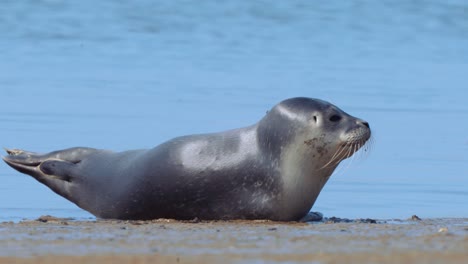 Common-seal-pinniped-sleeping-on-the-beaches-off-the-coast-of-texel-island-and-waking-up-suddenly