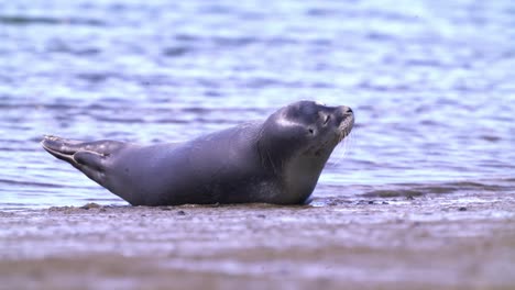 Individual-of-a-common-seal-species-lying-in-banana-position-on-the-beach-while-raising-its-tail