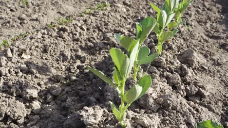 Row-of-organic-field-beans-faba-beans-growing-in-fertile-soil-closeup