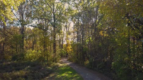 Waldweg-In-Der-Herbstsaison