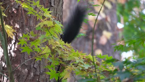 Eichhörnchen-Auf-Einem-Baumstamm