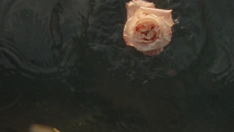 Falling-colored-rose-on-the-water-surface,-creating-ripples-in-slow-motion