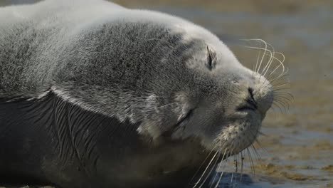 Static-view-of-a-seal-looking-around-and-then-going-back-to-sleep-on-the-sandy-beaches-of-Texel-Island,-Netherlands