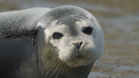 Harbor-Seal-looking-at-camera-while-lying-in-a-mud---face-closeup,-Texel-Island,-Netherland