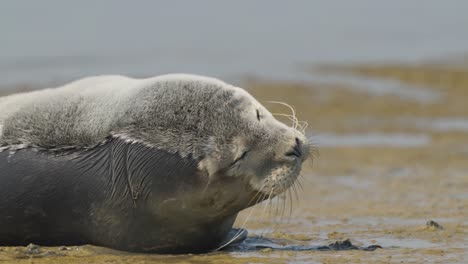 Close-up-of-a-common-seal-in-a-lying-position-resting-in-Texel-island-coast