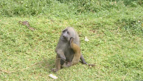A-male-olive-baboon-sitting-on-grass-scratching-himself-in-Africa