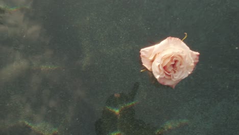 Schöne-Hellrosa-Rose,-Die-Auf-Dem-Wasser-Schwimmt