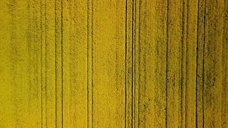 Flying-above-Canola-fields-in-the-Western-Australian-countryside