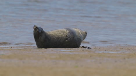 Cute-adorable-seal-resting-on-the-sandy-seashore