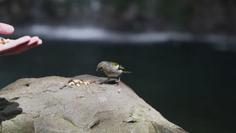 Small-rain-forest-birds-take-food-off-of-rock-and-fly-away,-slow-motion
