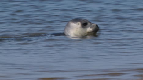 Harbour-seal-in-shallow-waters-of-Wadden-sea,-Texel,-Netherland---Cute-animals