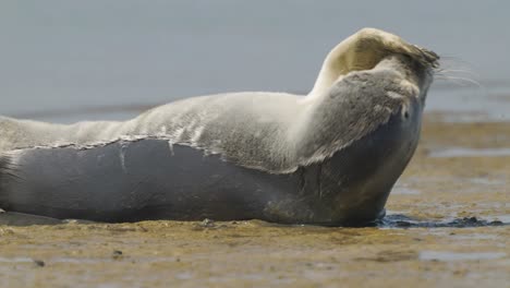 4K-video-of-the-body-of-a-common-seal-stretching-and-raising-its-flipper-off-the-coast-of-Texel-Island,-Netherlands