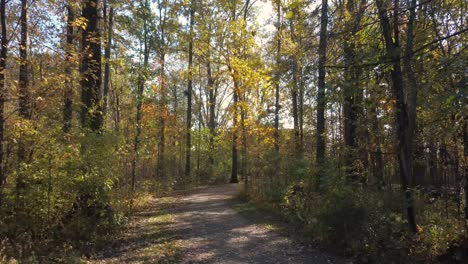 Waldweg-In-Der-Herbstsaison