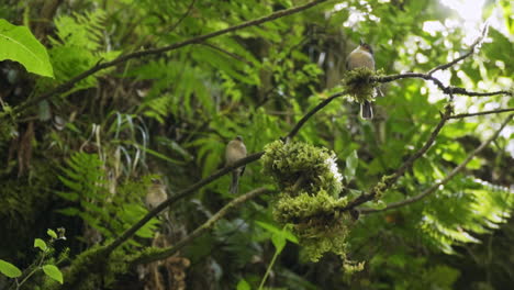 Small-tropical-birds-sit-on-branch-overhead-before-one-jumps-off-into-camera