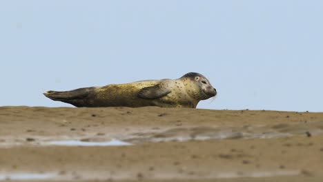 Harbour-seal-lying-peacefully-on-the-sand-of-Texel-island-beachs,-Netherlands