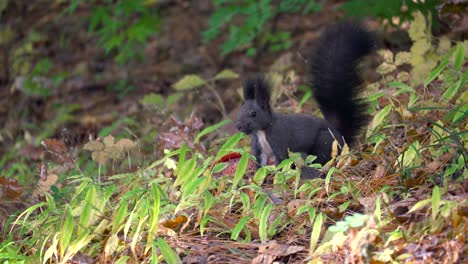 Wild-Squirrel-ransacking-in-fallen-leaves-in-mixed-autumn-Yangjae-Forest-in-Seoul