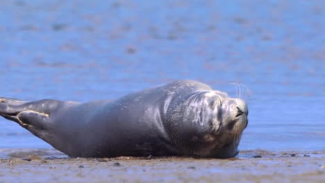 Common-offshore-seal-which-lies-down-to-sleep-while-the-waves-break-on-the-shore