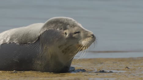 Close-up-of-the-head-of-an-adorable-common-seal-lying-in-the-sand-of-a-beach