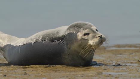 Cute-common-seal-or-Phoca-Vitulina-yawning-lying-on-the-sand-of-the-beach