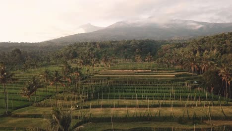 Droneshot-flying-over-ricefield-paddies-high-in-the-hills,-with-the-vulcano-Gunung-Rinjani-in-the-background-at-sunrise,-on-Lombok-Indonesia-in-4k