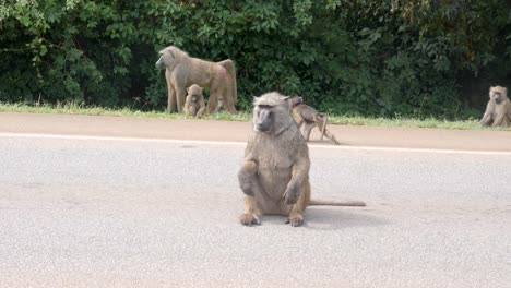A-mother-olive-baboon-with-an-infant-on-a-road-in-rural-Africa