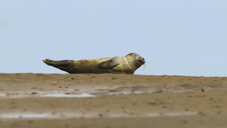 Eine-Faule-Robbe,-Die-An-Der-Sandigen-Küste-Schläft