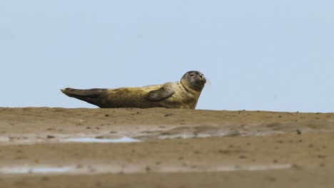 Ein-Süßer-Seehundwelpe-Ruht-Auf-Einer-Sandbank-In-Der-Nähe-Des-Wattenmeeres-Auf-Der-Insel-Texel