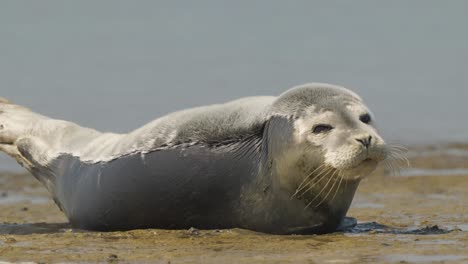 Individual-common-seal-sleeping-and-waking-up-continuously-on-the-sandy-beach-of-the-island-of-Texel,-Netherlands