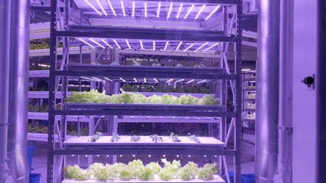 Agricultura-Sostenible-Hidropónica-Vertical-Con-Luces-Led-Violetas