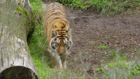 tiger-walking-along-downed-tree-slow-motion