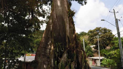 árbol-De-Algodón-Al-Lado-De-Una-Carretera-En-Tobago,-Indias-Occidentales